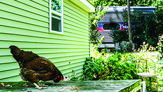 Chicken in a backyard with SEPTA train in the background