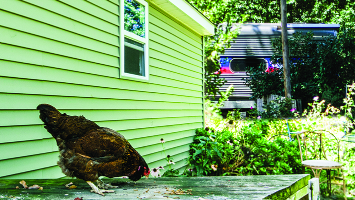 Chicken in a backyard with SEPTA train in the background