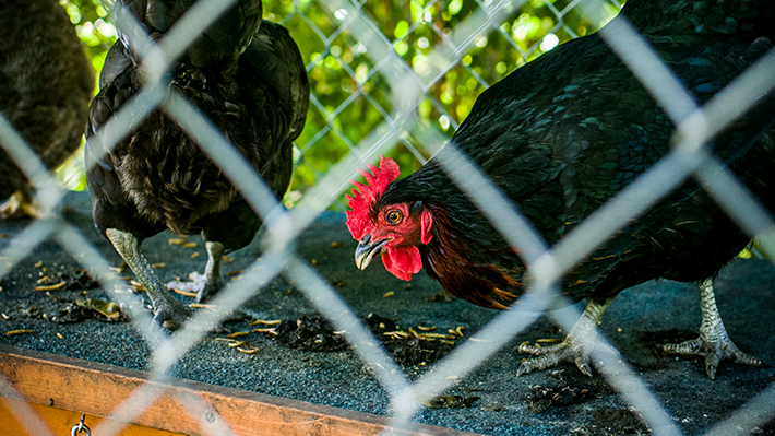 Backyard Battle: Fighting Philadelphia's Ban on Chickens