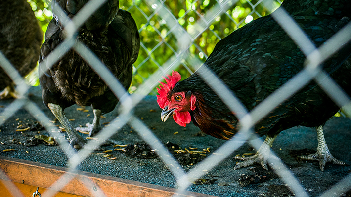 Backyard Battle: Fighting Philadelphia's Ban on Chickens Backyard Battle: Fighting Philadelphia's Ban on Chickens
